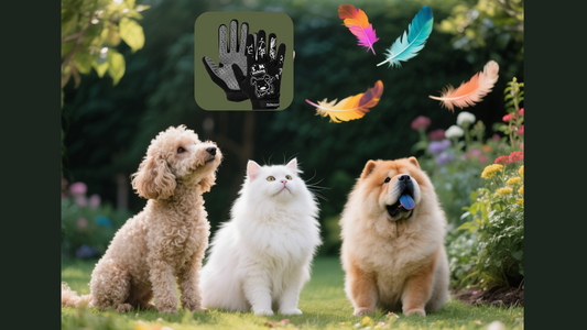 Are Grooming Gloves Good for Dogs? Benefits and Tips with Seibertron Pet Grooming Gloves